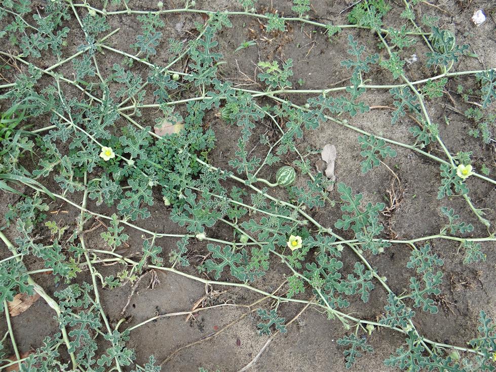 Citrullus colocynthis